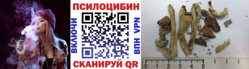 как найти закладки  Белокуриха  Псилоцибиновые грибы Psilocybine cubensis 